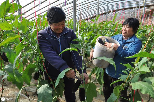 夏季高温茄子卷叶严重，严重影响坐果丰产！这几条防治措施送给你7