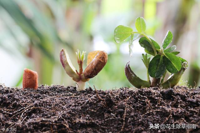 请正确认识乙草胺，让你家的花生出苗更安全！速存！3