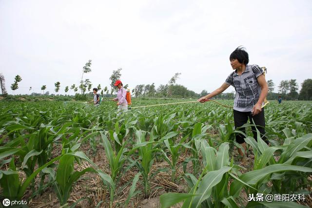 这个除草剂可用于玉米、花生、大豆等20多种作物，除草干净又安全