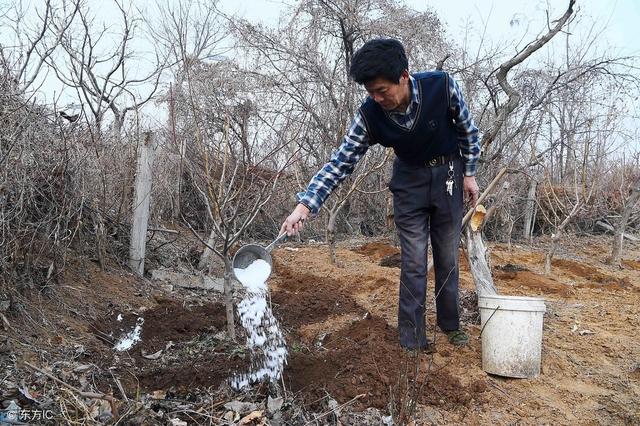 枣粘虫 枣粘虫「枣粘虫图片」 生活