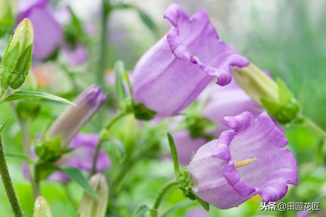 风铃花 风铃花（风铃花折纸教程） 生活