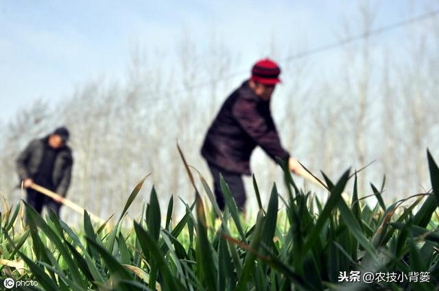 长毛的菌肥和不长毛的菌肥哪种好？如何挑选菌肥才不会上当受骗？8