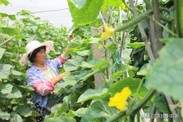 黄瓜种植，如何有效防治靶斑病、霜霉病、细菌性角斑病、炭疽病？2