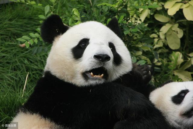 大熊猫是熊科还是猫科（大熊猫为什么是熊科）