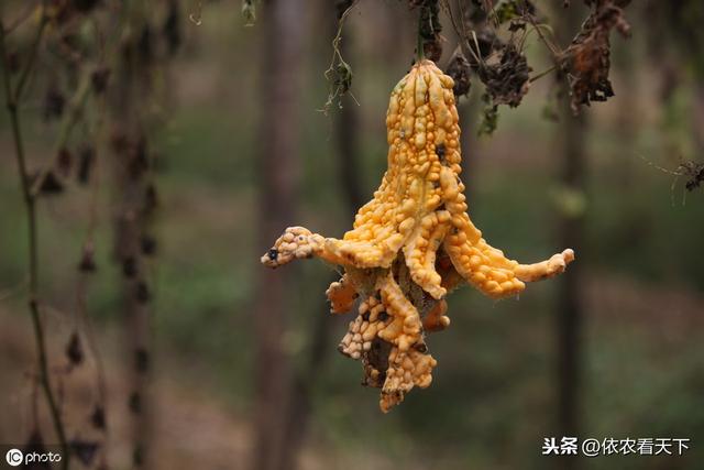 苦瓜瓜实蝇危害大，喷药难防、减产烂瓜，做到这些才能彻底防治它3