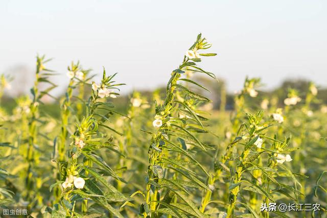 芝麻苗期“卡脖子雨”，农民必须重点防控4