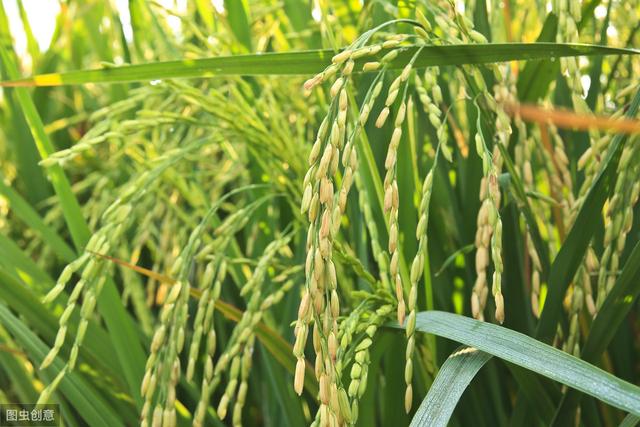 二化螟、三化螟是水稻减产的主要害虫，危害规律和防治方法要了解