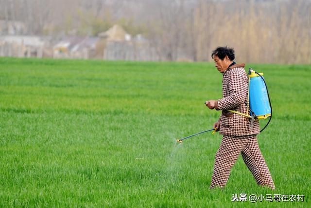 防治小麦蚜虫的3个药，效果都不错但都有优缺点，很多人还不清楚16