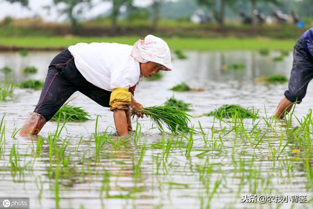 水稻如何种植管理，后期才能实现增产增收？4