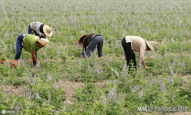 这个生物农药真菌、细菌通杀，高效又安全——中生菌素2