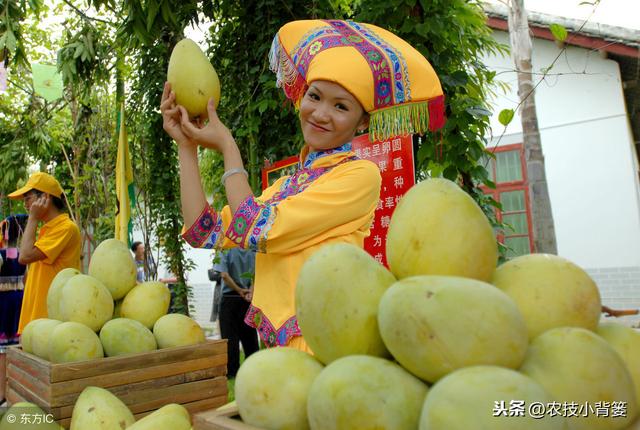 芒果角斑病防治难，找准原因、优化管理、巧妙用药，提高防治效果10