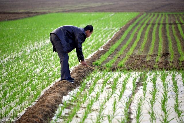 农民种植大蒜，蒜田除草你知道多少？这些你都知道吗？1