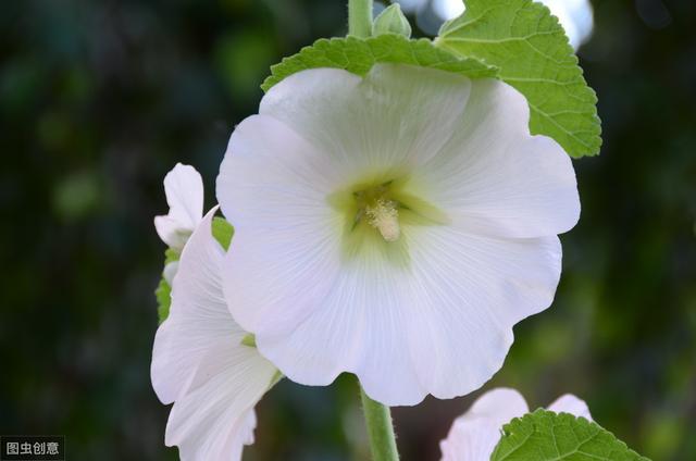花葵 花葵「花葵花」 生活