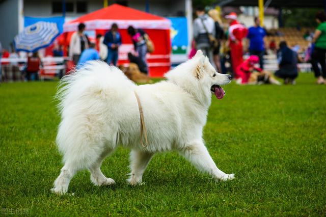 萨摩犬舍