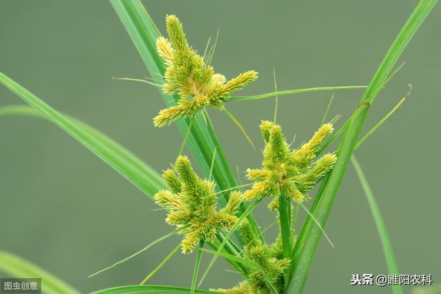 花生田、甘蔗田最好的除草剂，专治恶性杂草，斩草除根，干净彻底3