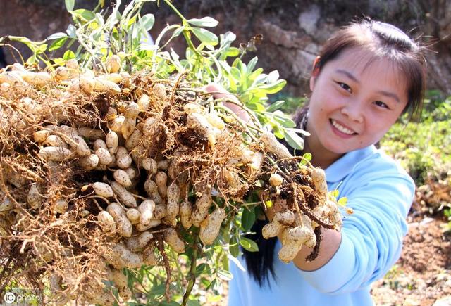 农民种花生，喷施1种微量元素肥料，籽粒饱满，双仁果多一倍3