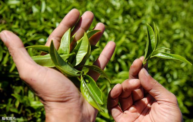 4年的油茶苗多少钱一棵