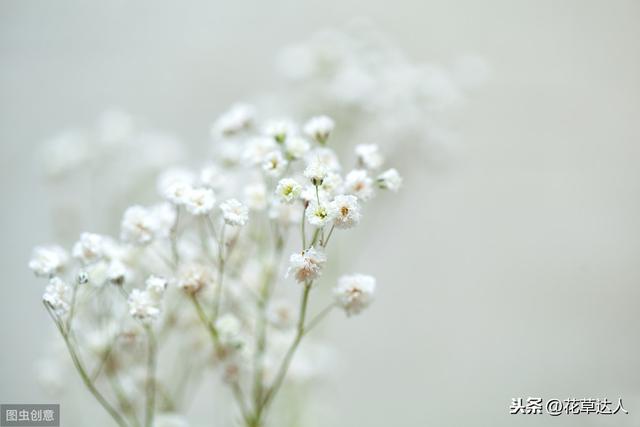 满天星的花语和寓意 满天星的花语和寓意（各种颜色满天星的花语和寓意） 生活