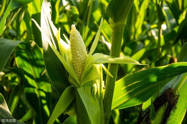 玉米茎腐病发生严重，叶黄、烂茎又减产，综合防治措施很必要4