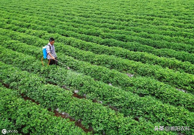 花生二遍药很重要，这个控旺、增产、治病的配方你花钱都买不到1