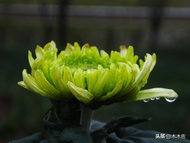 菊花的品种