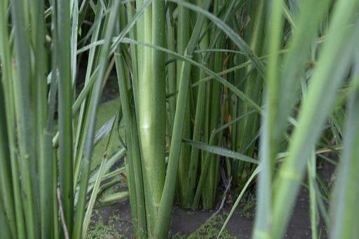 茭白是怎么栽培的呢？栽植后需要什么管理呢？5