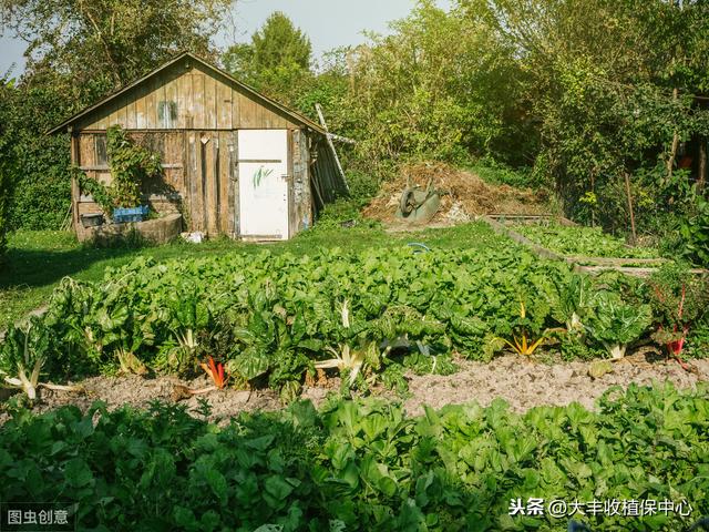 代森锰锌、吡唑醚菌酯……最全杀菌剂用药指南！看完都明白了！8