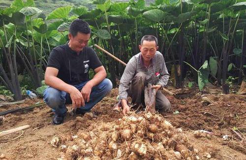 芋头田如何防除杂草?给大家推荐几种除草剂4