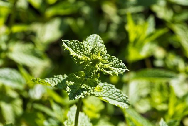 想要种植留兰香？与薄荷的区别你知道吗？田间施肥、浇水很关键2