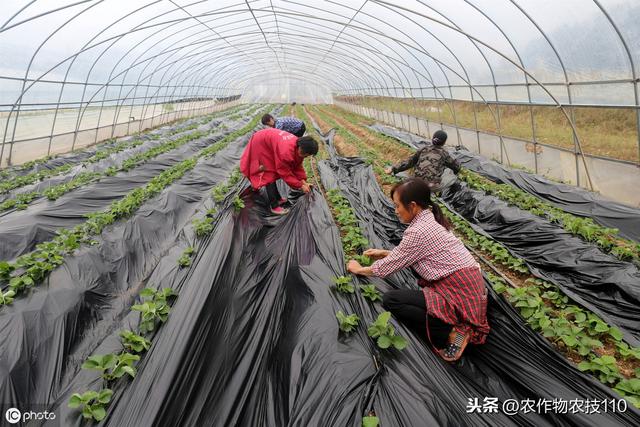 草莓种植4-5月份管理要点分析（内附解决配方）2