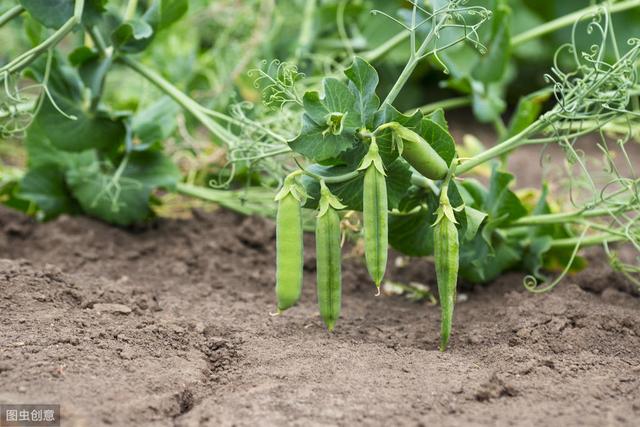 豌豆高产种植技术，防治病虫害方式，做好这些农民大丰收6