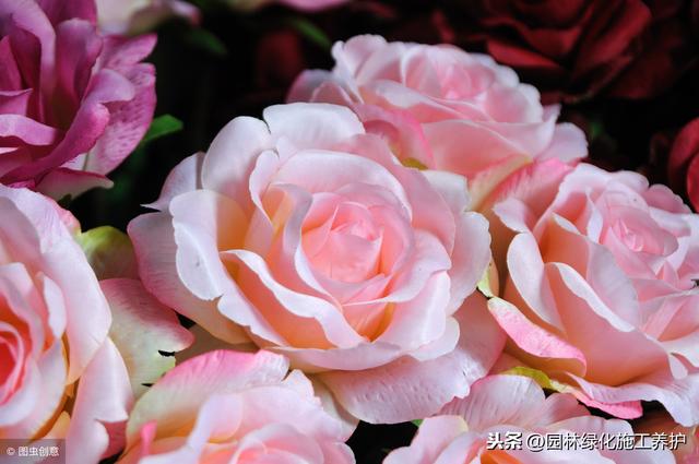 送玫瑰 送玫瑰（送玫瑰花的含义） 生活