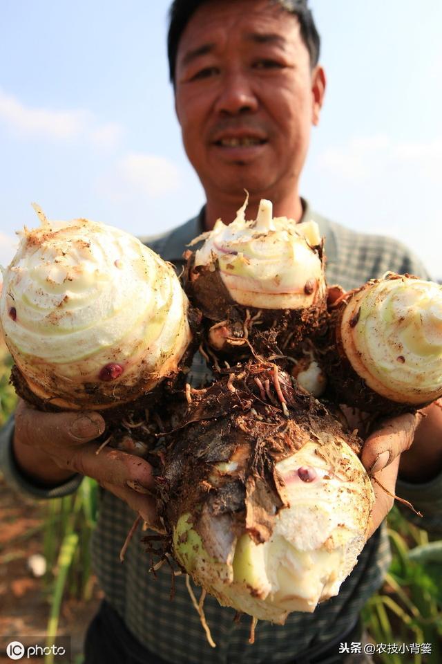 芋头种植管理有讲究，用好以下这10条，后期产量增加可不少12