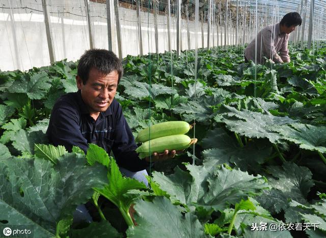 西葫芦得了病毒病，花叶、枯萎、果畸形，农民要抓住源头彻底防治6