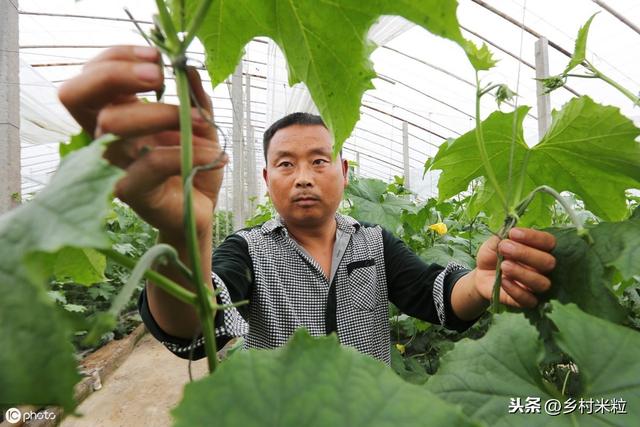 温暖高湿“丝瓜褐斑病”易发生，巧用科学防治技巧，避免减产损失5