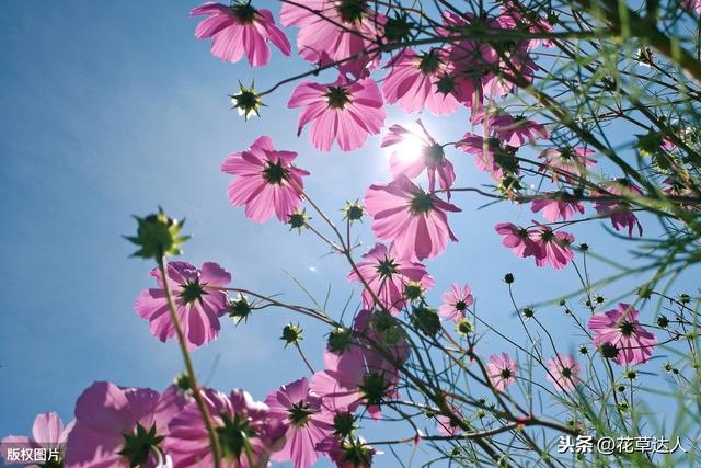 格桑花的寓意 格桑花的寓意（西藏格桑花的寓意） 生活