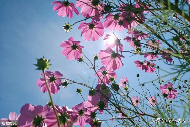 格桑花花语