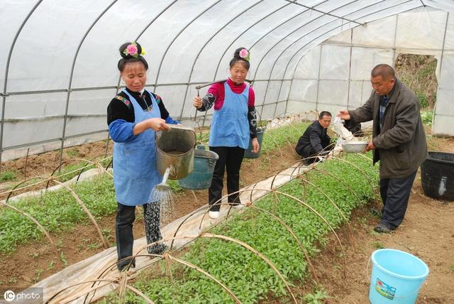 阴雨多湿天气，辣椒污霉病高发期，掌握科学防治技术，预防减产15