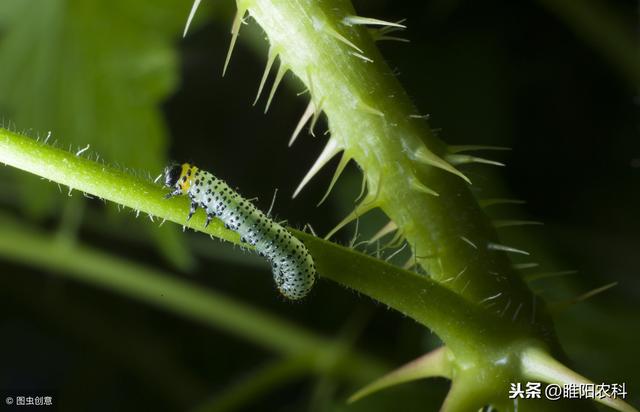 这个新药红蜘蛛、锈壁虱、白粉虱、青虫等几十种害虫，虫卵通杀3