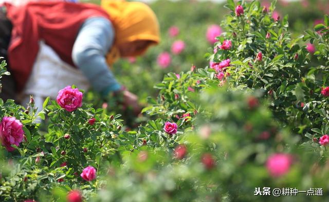 食用玫瑰花病虫害防治技术，花农请收好3