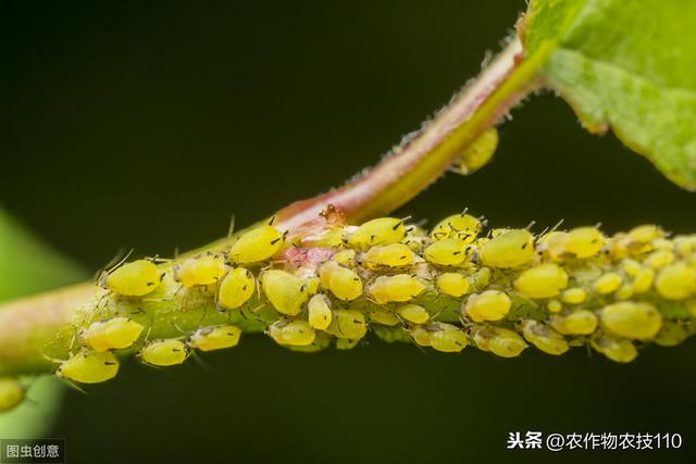 草莓种植4-5月份管理要点分析（内附解决配方）3