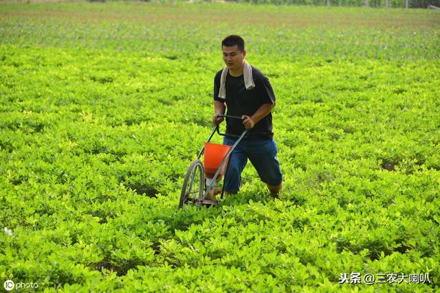 花生要高产，到底怎么管？其实并不难，只要抓好这几点4