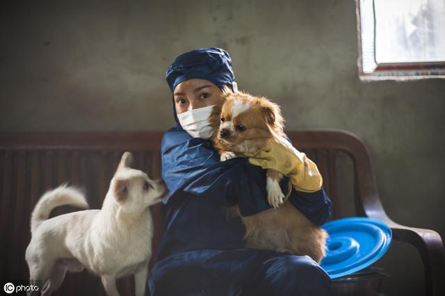 犬瘟热后期 犬瘟热后期（犬瘟热潜伏期） 动物