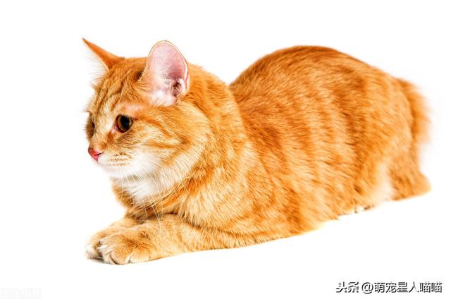 曼克斯猫(曼克斯猫守护神-伯乐百科