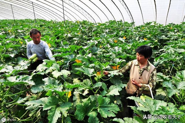 西葫芦得了病毒病，花叶、枯萎、果畸形，农民要抓住源头彻底防治5