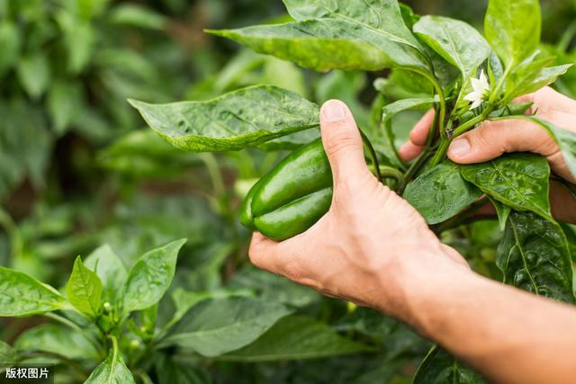 宁南霉素——蔬菜常用杀菌剂，附番茄、辣椒、豆类等作物施药方法4