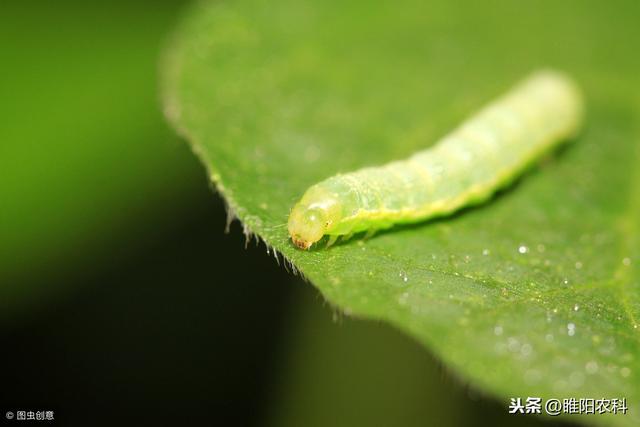 这个药可正打反死，防治白粉虱、蚧壳虫等10多种害虫都不是事4