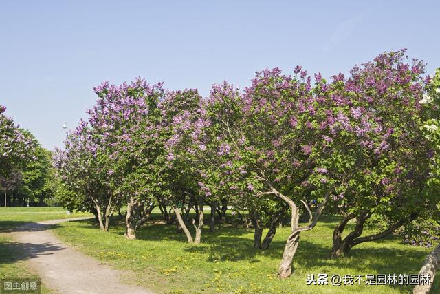 暴马丁香 暴马丁香（暴马丁香桑黄） 生活