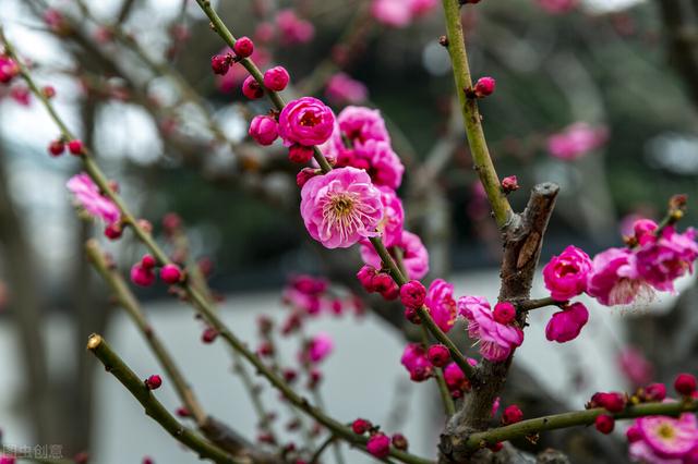 冬天有什么花