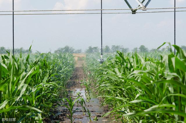 玉米矮花叶病造成植株变黄矮化，与粗缩病如何区分？该如何防治？7